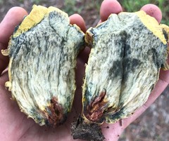 Leccinellum crocipodium