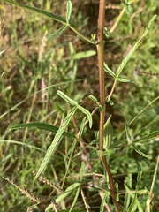 Sesamum triphyllum triphyllum