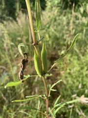 Sesamum triphyllum triphyllum