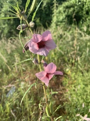 Sesamum triphyllum triphyllum