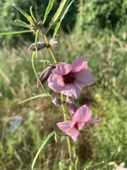 Sesamum triphyllum triphyllum