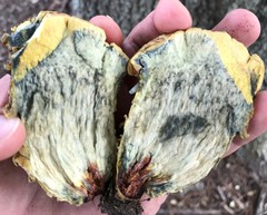 Leccinellum crocipodium