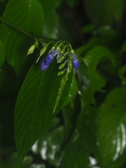 Rhynchoglossum