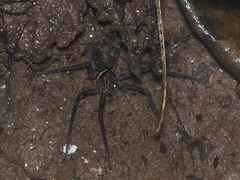 Heteropoda tetrica
