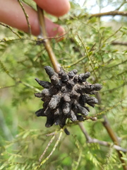 Cephalotelium macowanianum