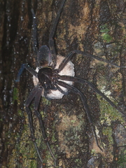 Heteropoda tetrica