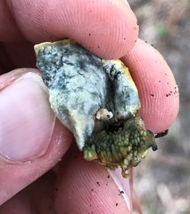 Leccinellum crocipodium