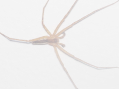 Heteropoda ocyalina