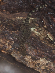 Cyrtodactylus marmoratus