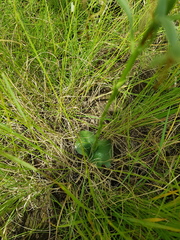 Habenaria kraenzliniana