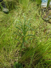 Habenaria kraenzliniana