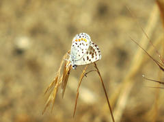 Euphilotes enoptes dammersi
