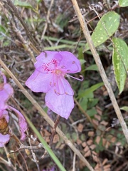 Rhododendron farrerae