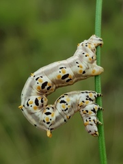 Coenina poecilaria