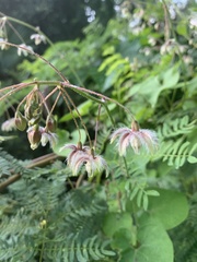 Pergularia daemia daemia