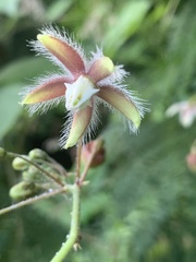 Pergularia daemia daemia