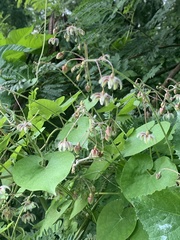 Pergularia daemia daemia