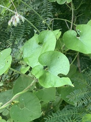 Pergularia daemia daemia