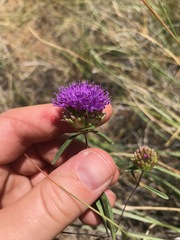 Monardella breweri lanceolata
