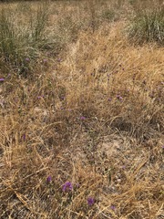 Monardella breweri lanceolata