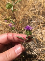Monardella breweri lanceolata