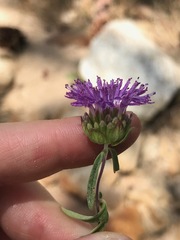 Monardella breweri lanceolata