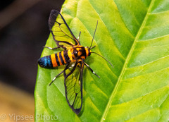 Amata compta