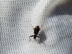 Pandeleteius defectus