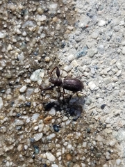 Pandeleteius defectus