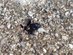 Pandeleteius defectus