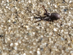 Pandeleteius defectus