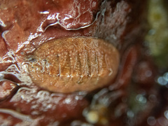 Lepidozona mertensii image