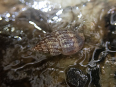 Amphissa versicolor
