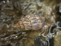 Amphissa versicolor