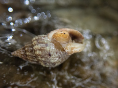 Amphissa versicolor