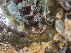Dendrochiton flectens