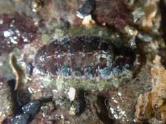 Dendrochiton flectens