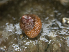 Margarites olivaceus marginatus