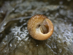 Margarites olivaceus marginatus