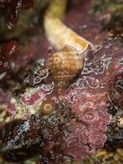 Trichotropis cancellata