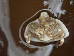 Cryptolithodes typicus