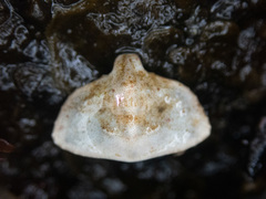 Cryptolithodes typicus