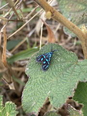 Clelea sapphirina