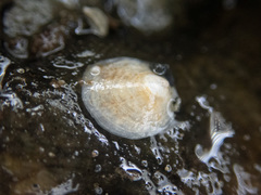 Crepipatella lingulata