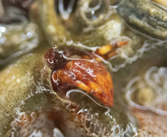 Discorsopagurus schmitti