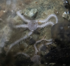 Amphipholis squamata