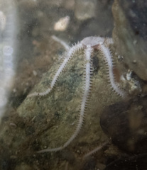 Amphipholis squamata