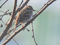 Emberiza rustica
