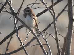 Emberiza rustica