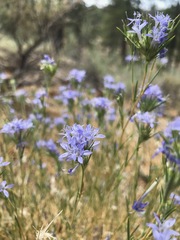 Eriastrum densifolium
